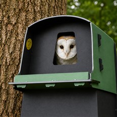 Eco Barn Owl Nest Box